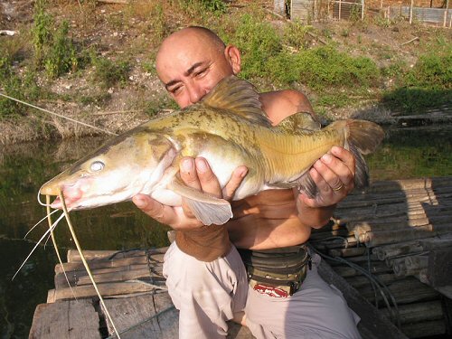 Hemibagrus nemurus = With catcher; Jean-Francois Helias