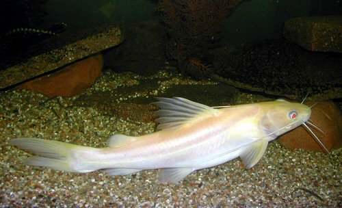 Hemibagrus nemurus (albino)