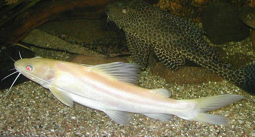 Hemibagrus nemurus (albino)