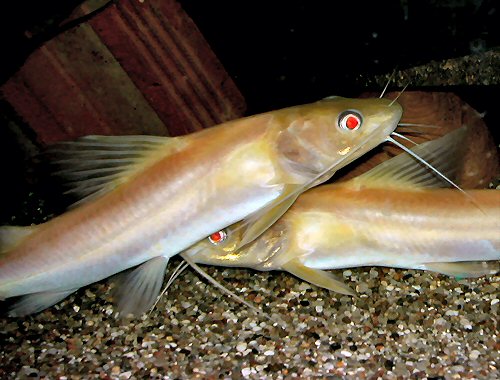 Hemibagrus nemurus (albino)