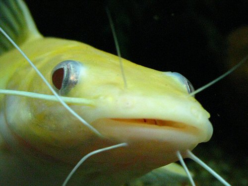 Hemibagrus nemurus (albino) showing the head area