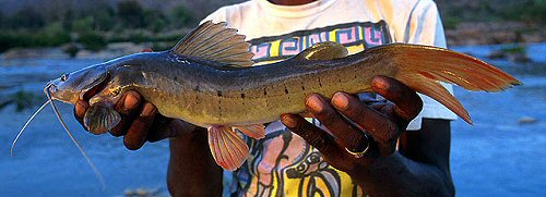 Hemibagrus punctatus = Caught in the Cauvery River, India in 1996.