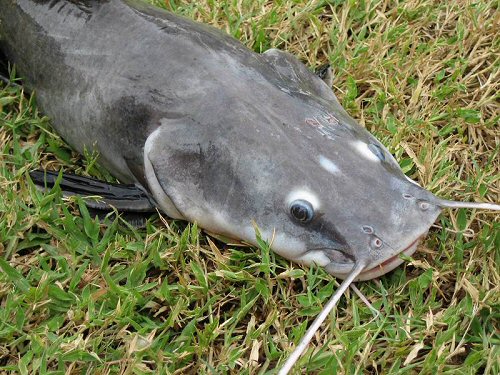 Hemibagrus wyckii = Caught on August 10, 2007 by UK angler Richard J. Pike at Ratchaburi, Thailand