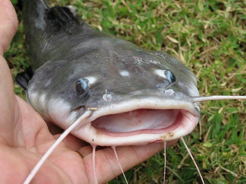 Hemibagrus wyckii - showing the large mouth