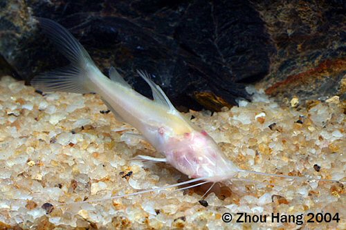 Hemibagrus wyckii "Albino"