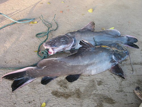 Hemibagrus wyckii = Wild caught adults