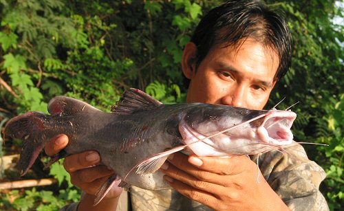 Hemibagrus wyckii = Wild caught adult