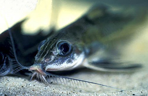 Hemidoras stenopeltis = view of barbels