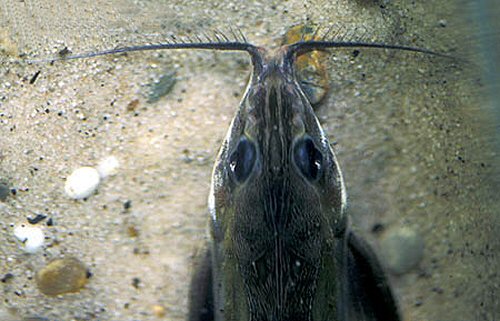 Hemidoras stenopeltis  = head view from above