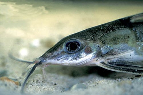 Hemidoras stenopeltis  = head view