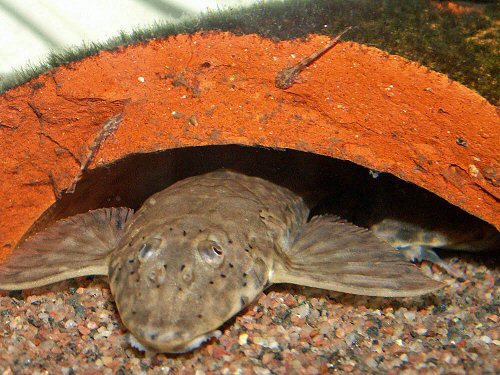 Hemiloricaria fallax = female with fry