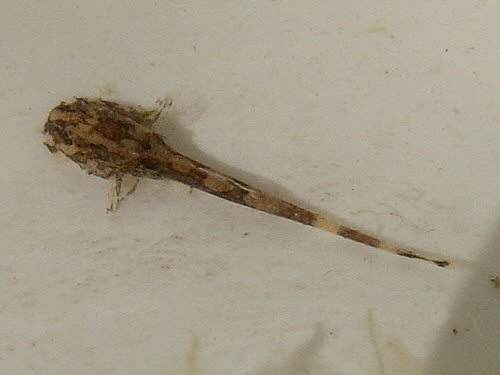 Hemiloricaria fallax = young