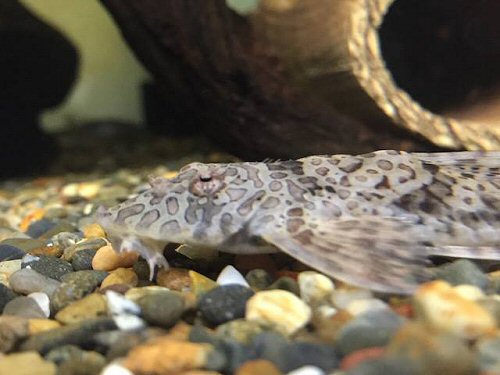 Rineloricaria formosa = head view