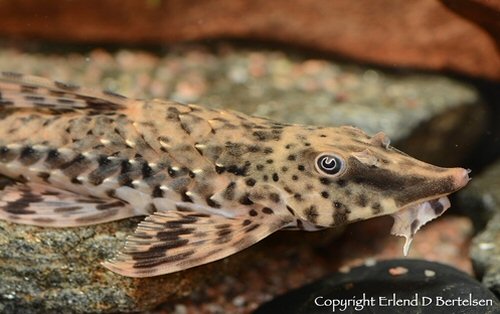 Rineloricaria platyura = head view