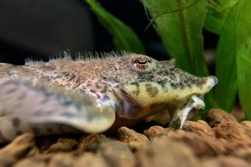 Rineloricaria sp. "Barcelos" = head view male