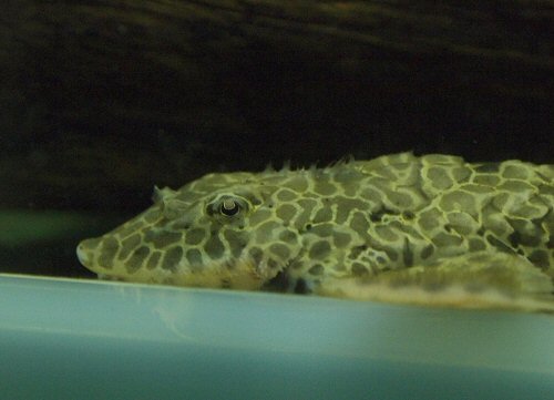 Rineloricaria teffeana = head view