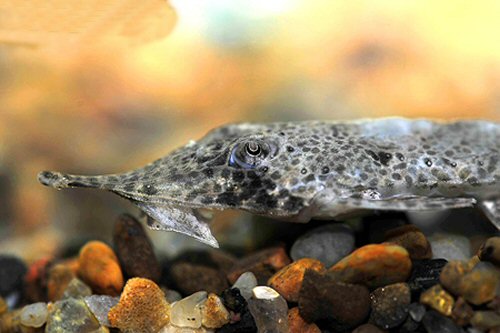 Hemiodontichthys acipenserinus = head view