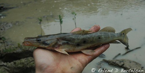 Hemisorubim platyrhynchos = Rio Tapiche, Peru 