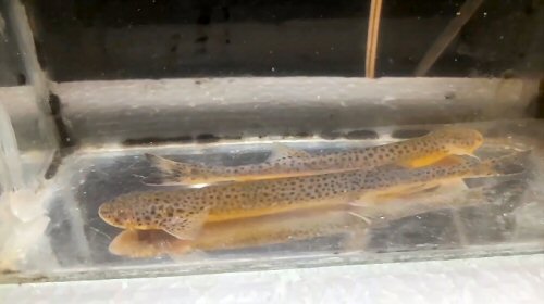 Henonemus punctatus