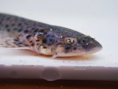 Henonemus punctatus = head view