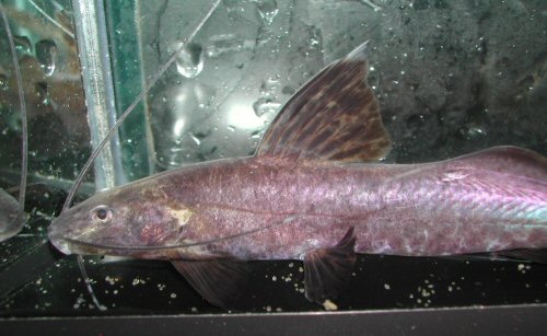 Heptapteridae sp.  = head view