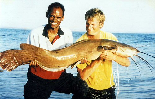 Heterobranchus longifilis = Captured in Lake Nasser, Egypt