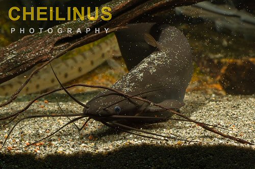 Heteropneustes fossilis = head view