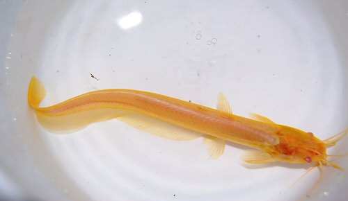 Heteropneustes fossilis = albino