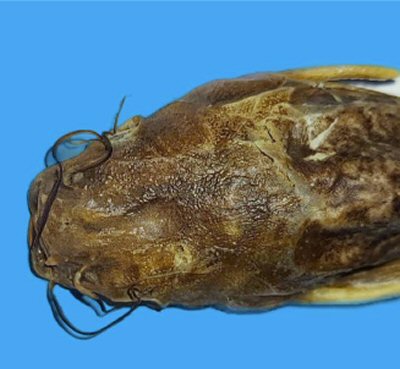 Heteropneustes longipectoralis = Holotype-dorsal head view