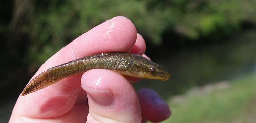 Hisonotus charrua = Aguas Blancas Region, Lavalleja, Uruguay