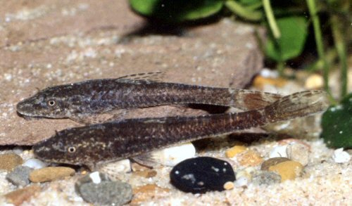 Hisonotus notatus = juvenile pair