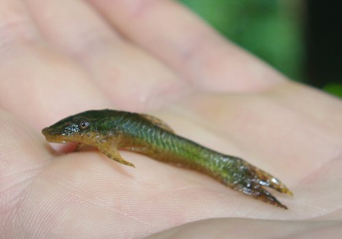 Hisonotus ringueleti = Artigas Region-North West Uruguay