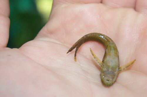 Hisonotus ringueleti = Ventral view-Artigas Region-North West Uruguay 