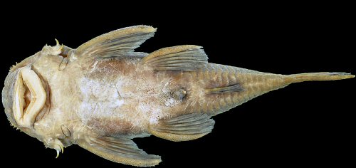 Hopliancistrus xavante = Holotype ventral view-Rio Culuene, upper Rio Xingu basin 