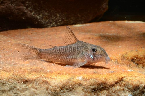 Hoplisoma psamathos = female