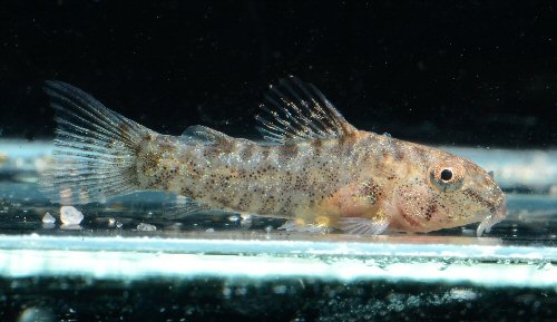 Hoplisoma psamathos = 12mm