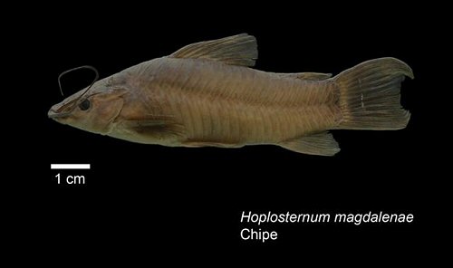 Hoplosternum magdalenae = Ciénaga Juan Esteban, Barrancabermeja Santander, Colombia.