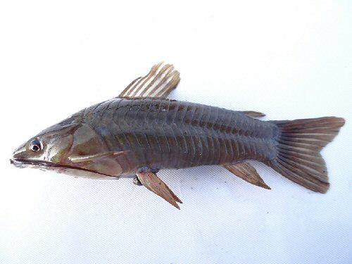 Hoplosternum magdalenae =Cienaga Maniti Blanco, departamento de Santander, Colombia.