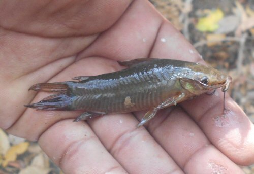 Hoplosternum magdalenae = Galeras, Sucre, Colombia 