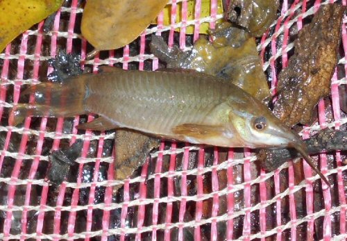 Hoplosternum magdalenae = Galeras, Sucre, Colombia 