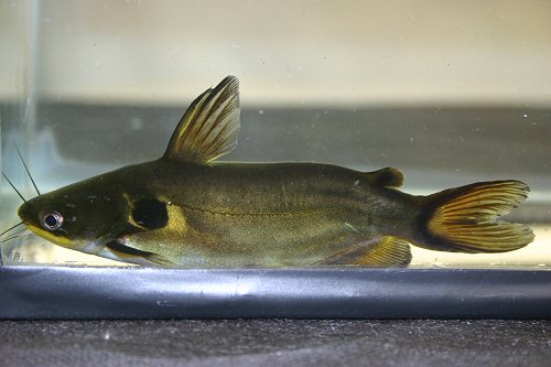 Horabagrus brachysoma