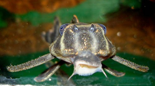 Hypancistrus furunculus - the specific name for a petty thief or pilferer, and is in reference to the dark band between the eyes that is similar to a bandits mask