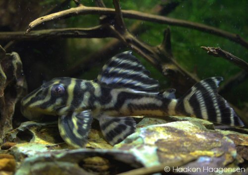 Hypancistrus furunculus - Showing the complete bands in the dorsal fin