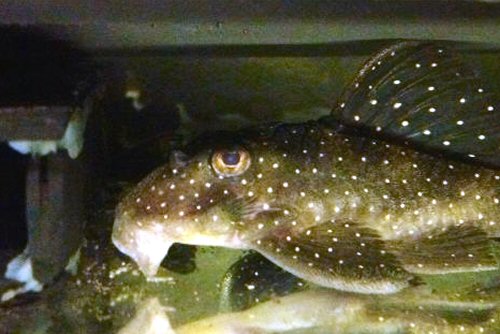 Hypancistrus sp. (L004/L028) = head view