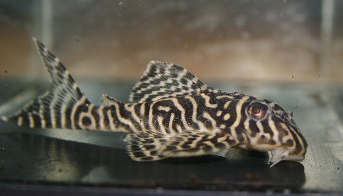 Hypancistrus sp. (L333) = juvenile