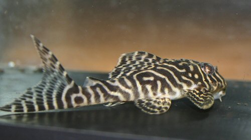 Hypancistrus sp. (L333) = juvenile