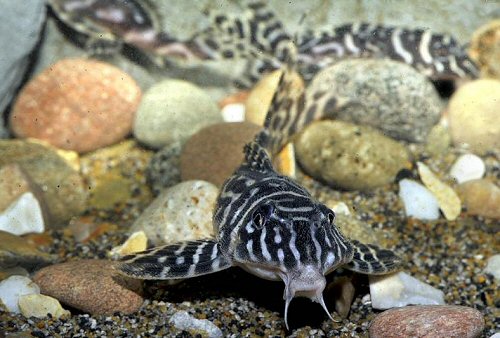 Hypancistrus sp. (L173b) = head view