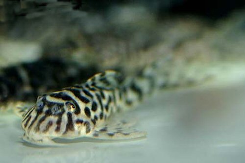 Hypancistrus sp. (L174) = head view