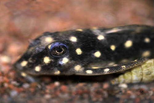 Hypancistrus sp. (L201) = head view