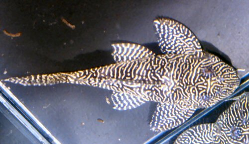 Hypancistrus sp. (L 260)